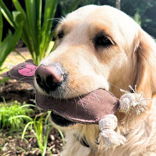 Dog with Baz the Bear Dog Toy (Brown) in his mouth outdoors. 
