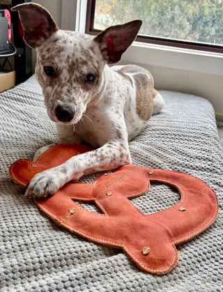 Dog lying on a bed with one arm on the Giant Pretzel Dog Toy. It is orange and is 40cm x 40cm in size. 